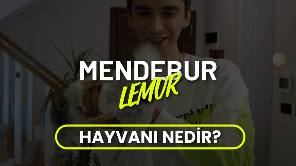 mendebur lemur aylık kazancı